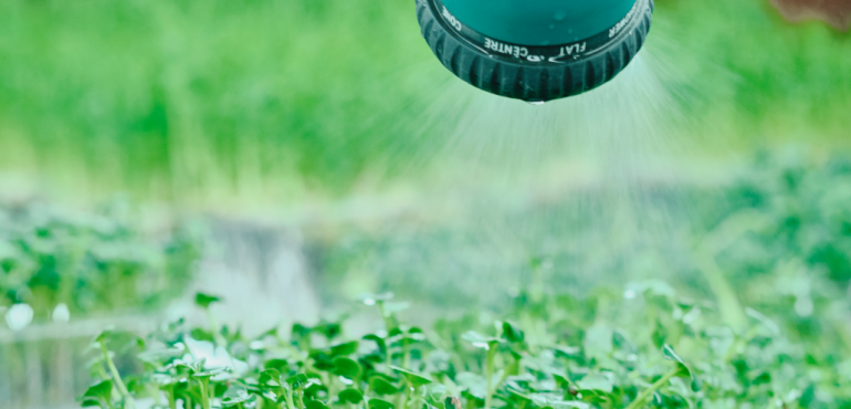 watering microgreen trays